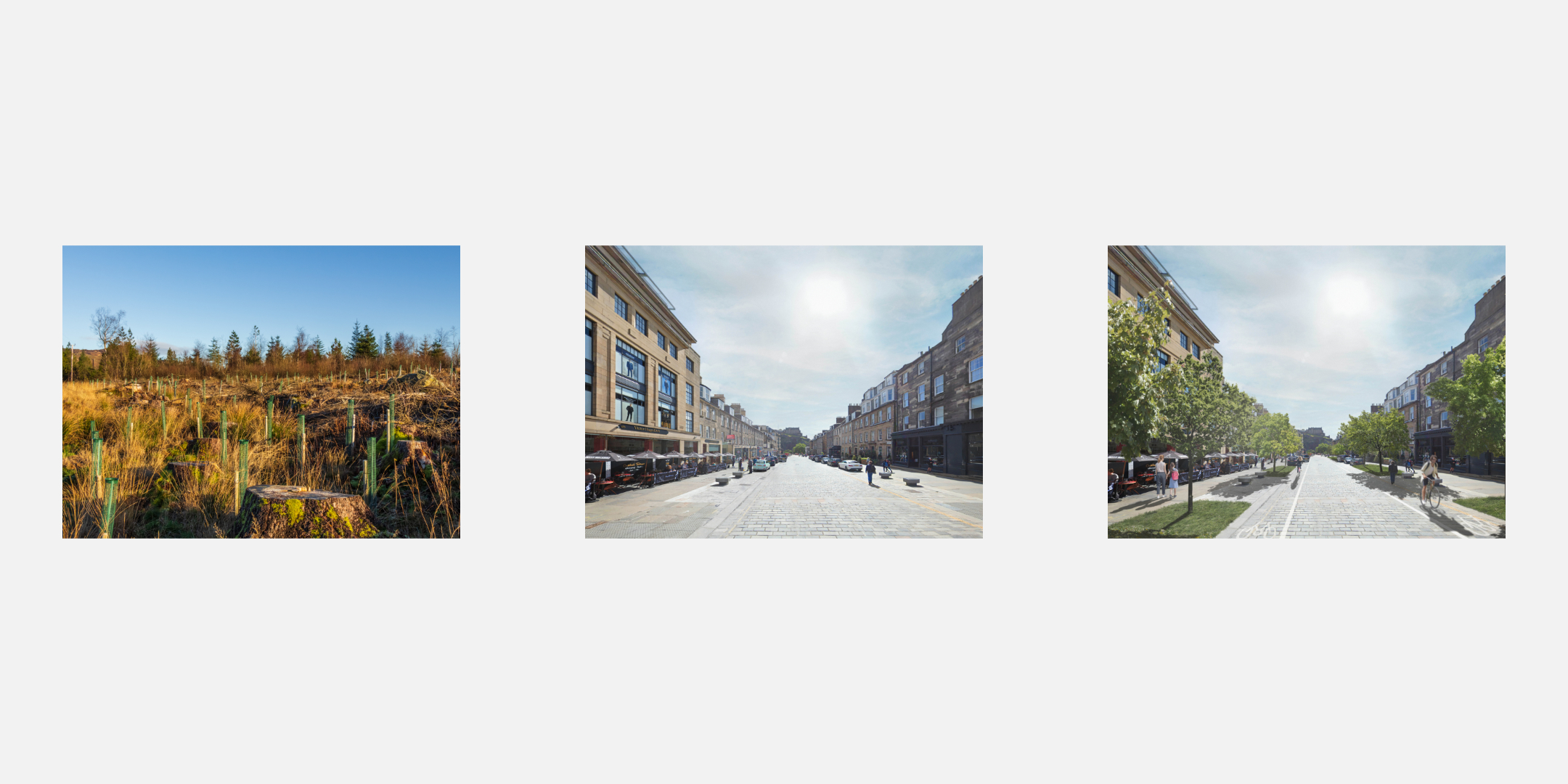 Calling on the Scottish Government to create 100-year plan for tree planting and a radical greening of our places